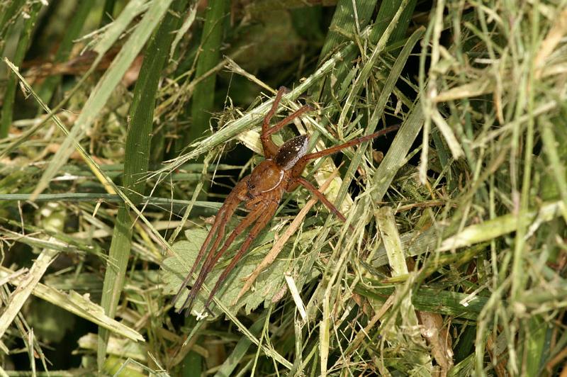 Dolomedes_plantarius_D5129_Z_90_Canal du Nivernais_Frankrijk.jpg